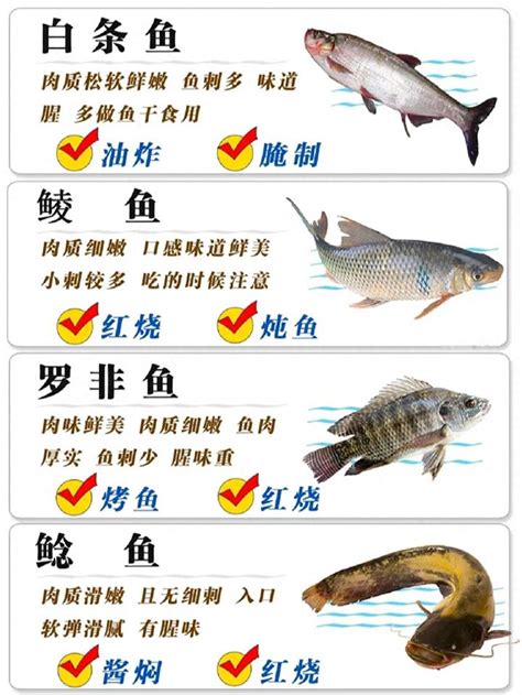 養淡水魚種類|淡水觀賞魚的種類大全介紹